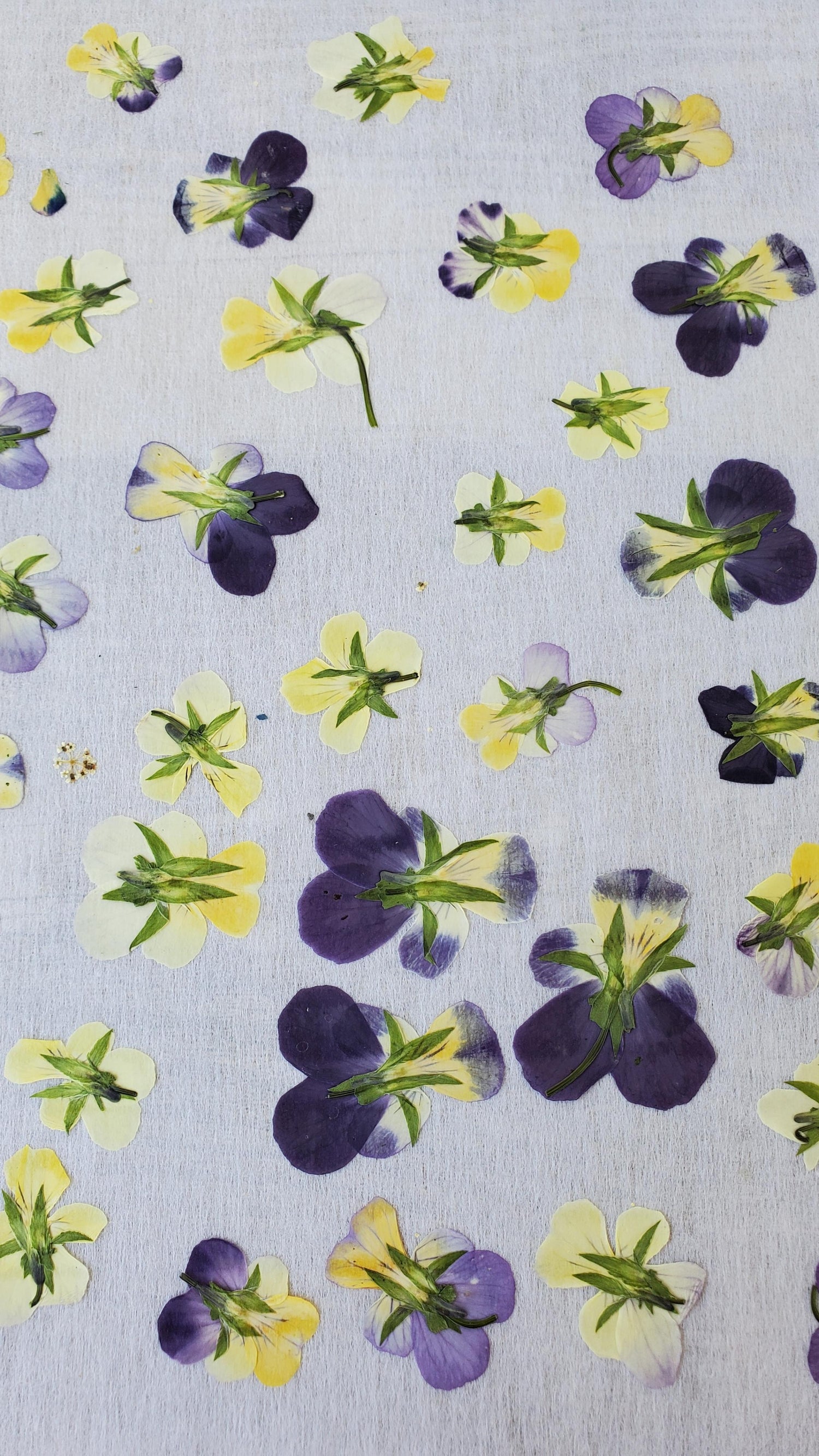 Hand Pressed Dried Flowers