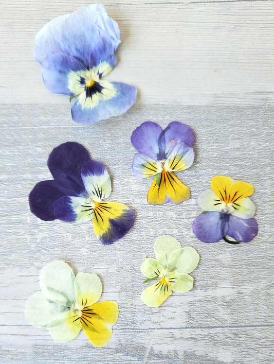 Dried Violets