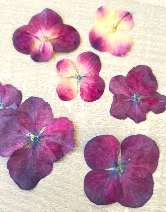 Dried Hydrangea Blooms